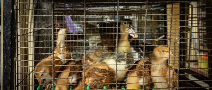 Animales en venta: perros, gatos y aves de calidad – Compra segura y precios competitivos