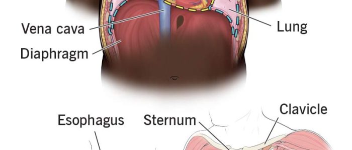Chest: foto de pecho masculino, músculos pectorales y postura fitness