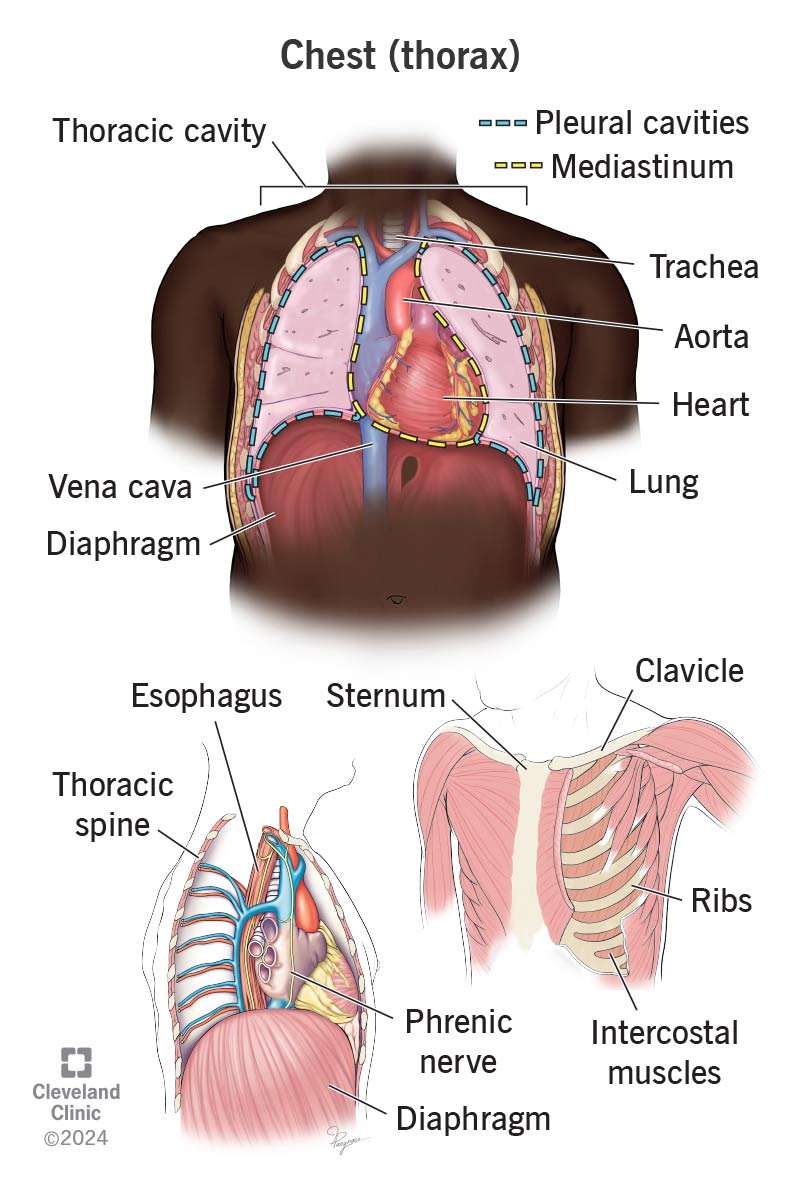 Chest: foto de pecho masculino, músculos pectorales y postura fitness