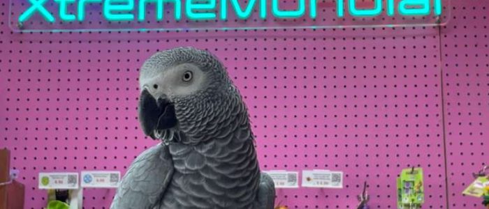 XM PETS: Accesorios y Juguetes Premium para Mascotas – Calidad, Estilo y Diversión