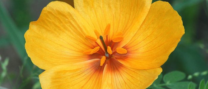 Arizona Poppy: Flor silvestre del desierto, colores vibrantes y su hábitat