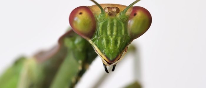 Mantis en acción: captura épica de Playing Mantis, juego de estrategia y aventura