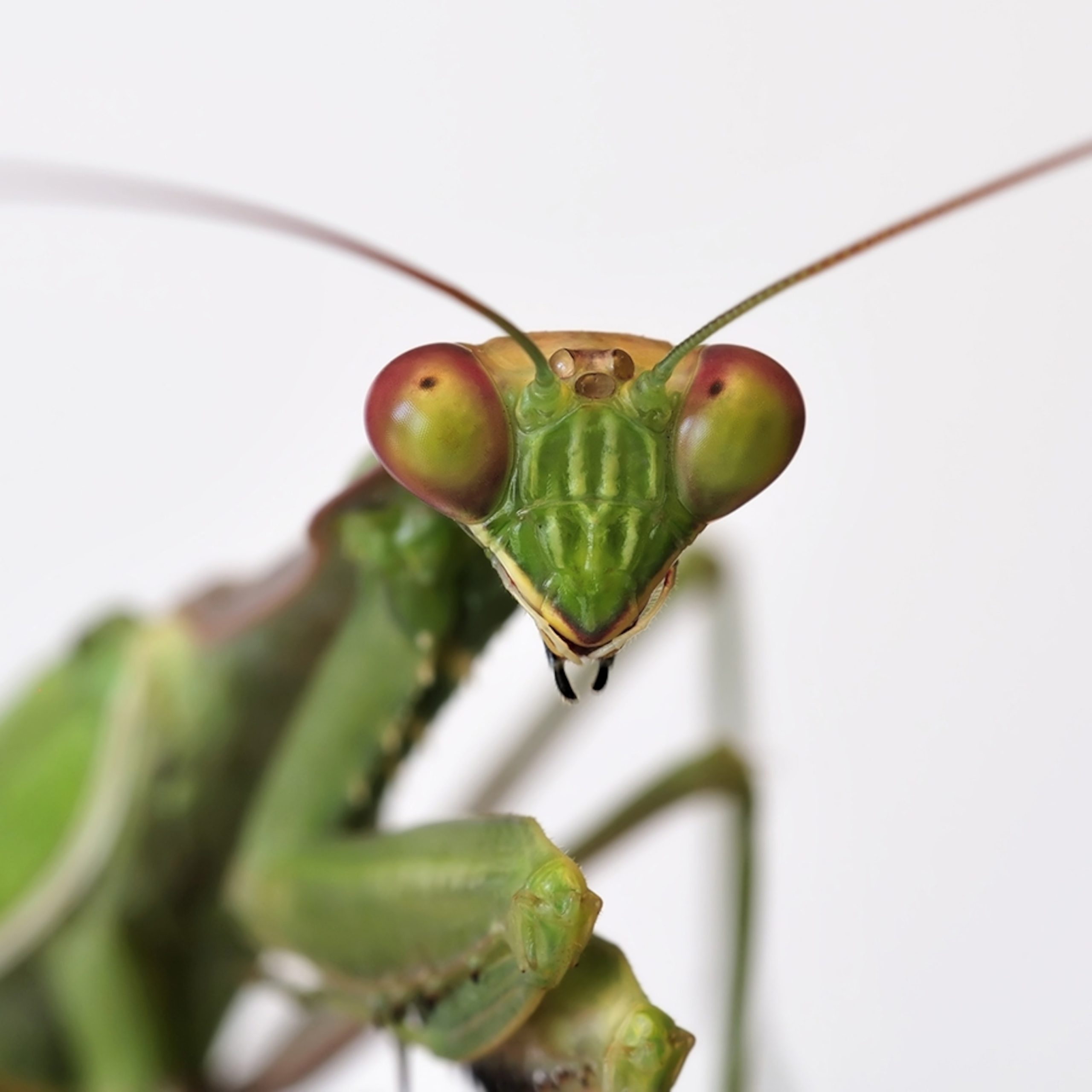 Mantis en acción: captura épica de Playing Mantis, juego de estrategia y aventura