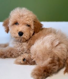 Cachorros adorables en Hairy’s Puppies World – Fotos tiernas de perros y juguetes