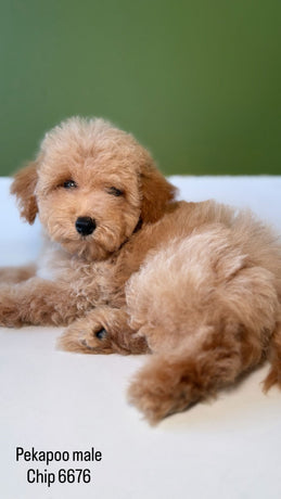 Cachorros adorables en Hairy’s Puppies World – Fotos tiernas de perros y juguetes